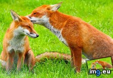 Tags: 1366x768, fox, wallpaper (Pict. in Animals Wallpapers 1366x768)