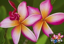 Tags: flowers, frangipani, plumeria (Pict. in Beautiful photos and wallpapers)