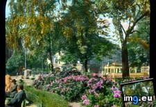 Tags: azaleas, frankfurt, main, park (Pict. in Branson DeCou Stock Images)