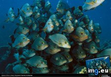Tags: fish, french, polynesia, school (Pict. in National Geographic Photo Of The Day 2001-2009)