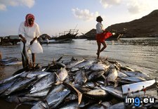 Tags: fresh, tuna (Pict. in National Geographic Photo Of The Day 2001-2009)