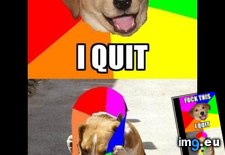 Tags: dog, fuck, funny, meme, quit (Pict. in Rehost)
