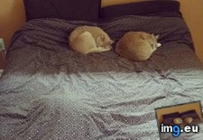 Tags: bed, cats, enjoy, funny, house, moving, one (Pict. in My r/FUNNY favs)