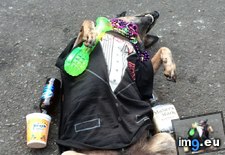 Tags: buck, dog, funny, guy, homeless, paid, passed, photo, play, street, trained (Pict. in My r/FUNNY favs)