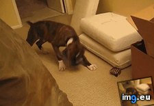 Tags: funny, praise, shiny, square, weird (GIF in My r/FUNNY favs)
