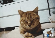 Tags: funny, hangover, regretting (GIF in My r/FUNNY favs)