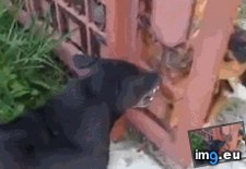 Tags: angry, dogs, fence, funny (GIF in My r/FUNNY favs)