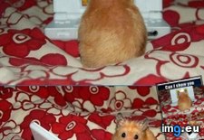 Tags: all, animal, capshunz, captions, caught, funny (Pict. in LOLCats, LOLDogs and cute animals)