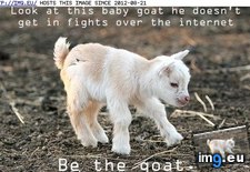 Tags: advice, animal, baaaad, capshunz, captions, funny, not (Pict. in LOLCats, LOLDogs and cute animals)
