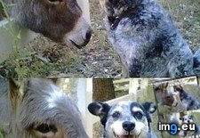 Tags: animal, capshunz, captions, funny (Pict. in LOLCats, LOLDogs and cute animals)