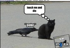 Tags: animal, bird, capshunz, captions, fire, funny, played, who (Pict. in LOLCats, LOLDogs and cute animals)