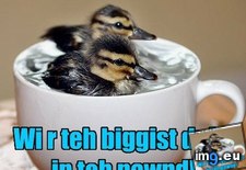 Tags: animal, capshunz, captions, cares, funny, how, pond, small, who (Pict. in LOLCats, LOLDogs and cute animals)