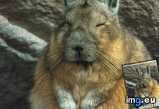 Tags: animal, bunny, capshunz, captions, funny, yoga (Pict. in LOLCats, LOLDogs and cute animals)