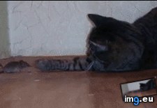 Tags: are, food, funny, you (GIF in My r/FUNNY favs)