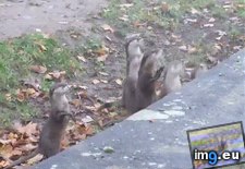 Tags: baby, funny, jumping, otters (GIF in My r/FUNNY favs)