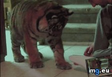 Tags: big, cat, funny, small, vacuum (GIF in My r/FUNNY favs)