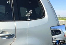 Tags: birdpoop, funny, lot, masterpiece, parking (Pict. in My r/FUNNY favs)