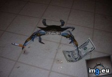 Tags: blue, crab, fuck, funny (Pict. in My r/FUNNY favs)