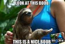 Tags: approval, boob, funny, sloth (Pict. in My r/FUNNY favs)