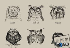 Tags: caffeinated, chart, funny, owl (Pict. in My r/FUNNY favs)