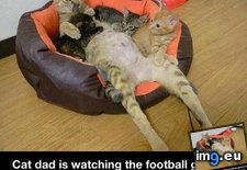 Tags: cat, dad, funny (Pict. in My r/FUNNY favs)
