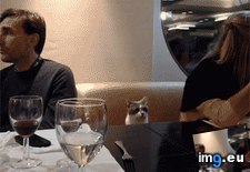 Tags: cat, funny, restaurant (GIF in My r/FUNNY favs)