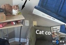 Tags: cat, funny, logic (Pict. in My r/FUNNY favs)