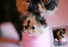 Tags: cat, funny, hairballs, lolcats (Pict. in LOLCats, LOLDogs and cute animals)
