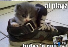 Tags: cat, funny, lolcats, playz (Pict. in LOLCats, LOLDogs and cute animals)