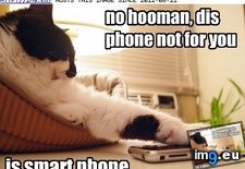 Tags: cat, funny, let, lolcats (Pict. in LOLCats, LOLDogs and cute animals)