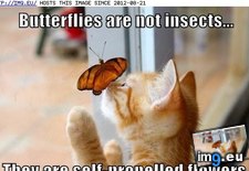 Tags: are, butterflies, cat, funny, insects, lolcats, not (Pict. in LOLCats, LOLDogs and cute animals)