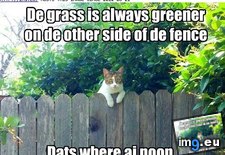 Tags: cat, funny, lolcats, message (Pict. in LOLCats, LOLDogs and cute animals)