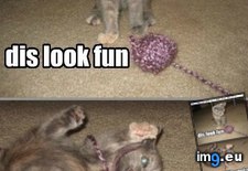 Tags: cat, dis, fun, funny, lolcats (Pict. in LOLCats, LOLDogs and cute animals)