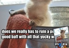 Tags: baff, cat, funny, good, has, lolcats, perfectly, ruin (Pict. in LOLCats, LOLDogs and cute animals)