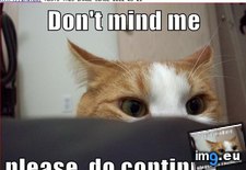Tags: cat, funny, lolcats, mind (Pict. in LOLCats, LOLDogs and cute animals)