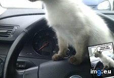 Tags: auto, cat, funny, grand, kittehs, lolcats, teh, theft (Pict. in LOLCats, LOLDogs and cute animals)