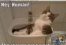 Tags: cat, funny, hey, human, lolcats (Pict. in LOLCats, LOLDogs and cute animals)