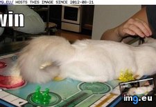 Tags: cat, funny, lolcats, win (Pict. in LOLCats, LOLDogs and cute animals)