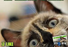 Tags: cat, funny, lolcats, slow, too (Pict. in LOLCats, LOLDogs and cute animals)