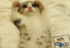 Tags: cat, funny, invisible, lolcats (Pict. in LOLCats, LOLDogs and cute animals)