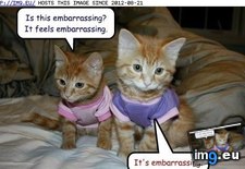 Tags: cat, embarrassing, feels, funny, lolcats (Pict. in LOLCats, LOLDogs and cute animals)