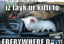 Tags: cat, funny, kitti, lolcats, tayk (Pict. in LOLCats, LOLDogs and cute animals)