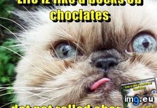 Tags: bocks, cat, choclates, dat, dump, funny, got, life, lolcats, ober, rolled, truk (Pict. in LOLCats, LOLDogs and cute animals)