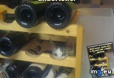 Tags: cat, funny, lolcats, mixed, vintage (Pict. in LOLCats, LOLDogs and cute animals)