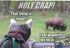 Tags: cat, dessert, funny, had, lolcats, long, sides (Pict. in LOLCats, LOLDogs and cute animals)