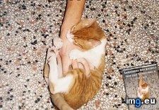 Tags: bite, cat, fun, funny, lolcats, love, means, sometimes, you (Pict. in LOLCats, LOLDogs and cute animals)