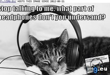 Tags: cat, funny, lolcats, stop, talking (Pict. in LOLCats, LOLDogs and cute animals)