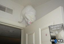 Tags: cat, exorcism, funny, jones, lolcats, snowy (Pict. in LOLCats, LOLDogs and cute animals)