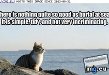 Tags: burial, cat, funny, good, lolcats, sea (Pict. in LOLCats, LOLDogs and cute animals)