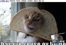 Tags: cat, funny, has, humor, lolcats, rye, sense (Pict. in LOLCats, LOLDogs and cute animals)